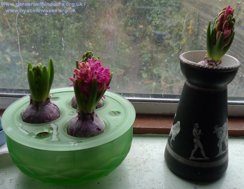 Davidson hyacinth bulb bowl