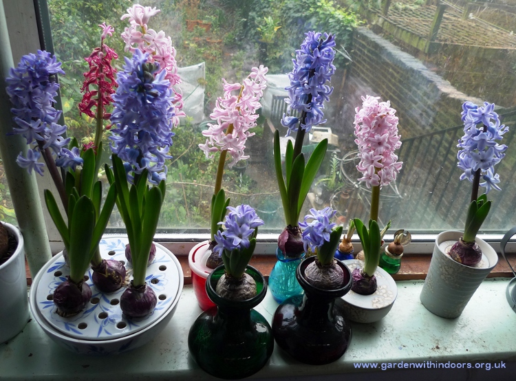 forced hyacinths for Christmas
