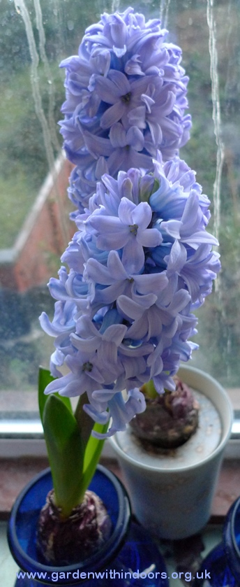 forced Delft Blue hyacinths