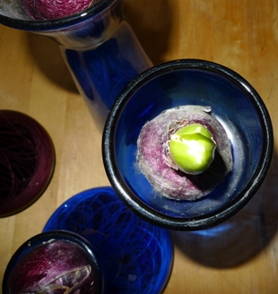 mouldy hyacinth bulb