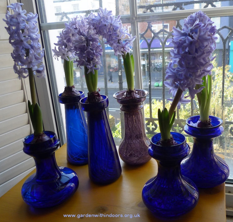forced hyacinths in vases