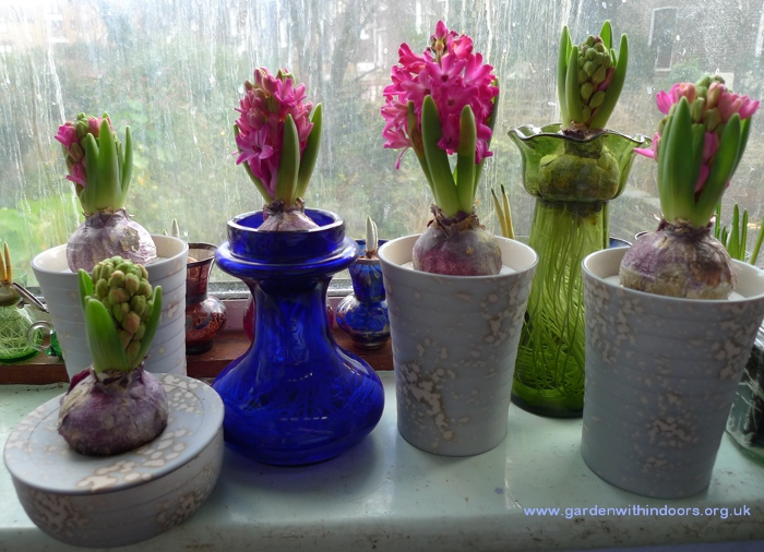 Jan Bos hyacinths in bloom