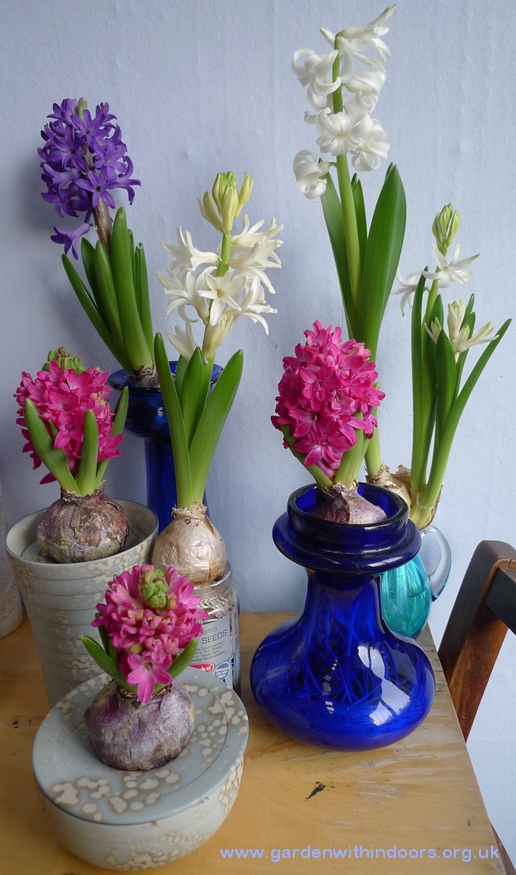 forced hyacinths in bloom