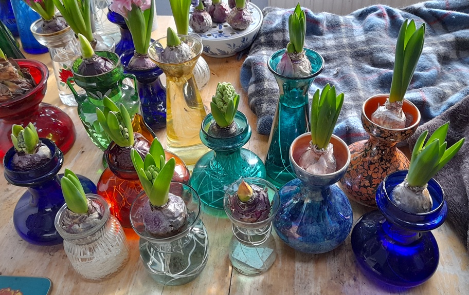 forced hyacinths in bud in hyacinth vases