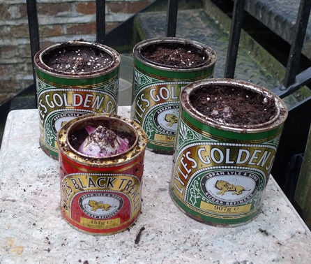 hyacinths in golden syrup tins