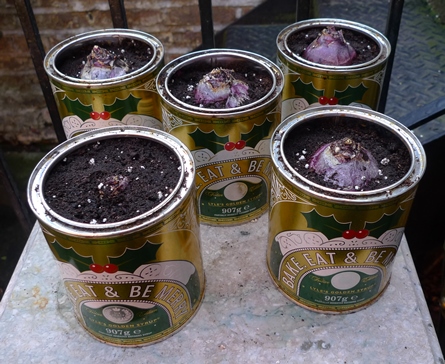 hyacinths in golden syrup tins