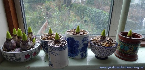 hyacinths in pots