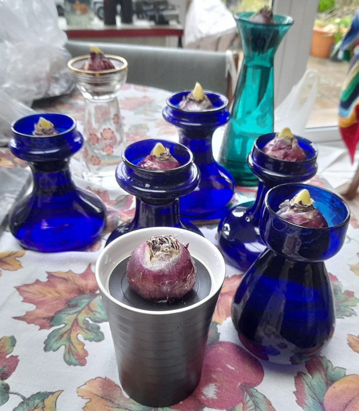 hyacinth bulbs in hyacinth vases