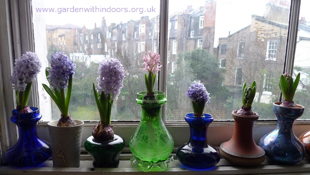 forced hyacinths in hyacinth vases windowsill upstairs