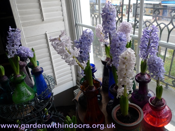 forced hyacinths in hyacinth vase