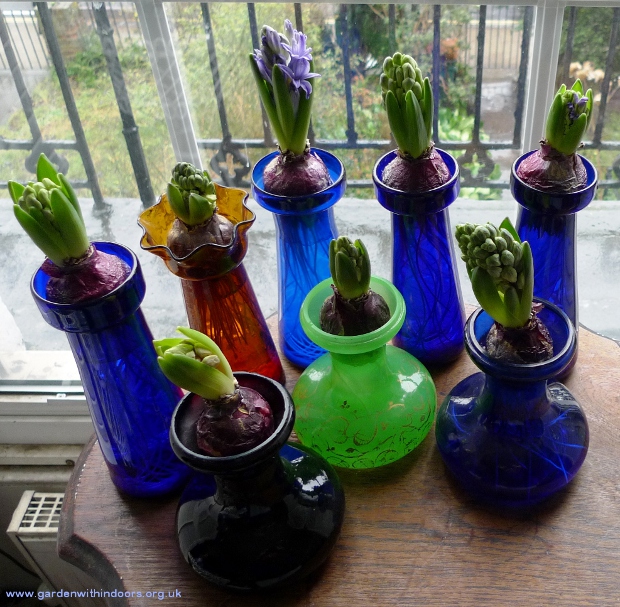 forced hyacinths hyacinth vases