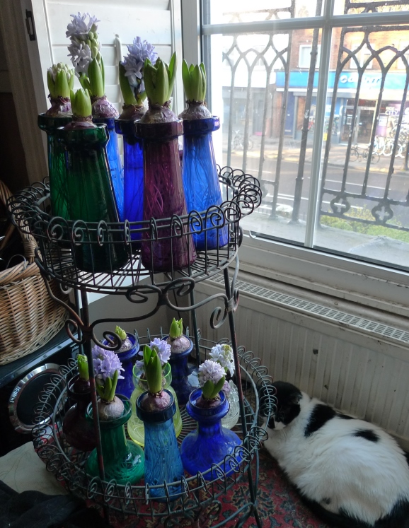forced hyacinths in wirework plant stand