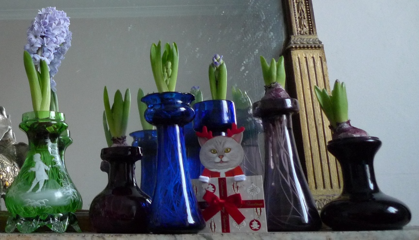 Hyacinth Vases first week in January