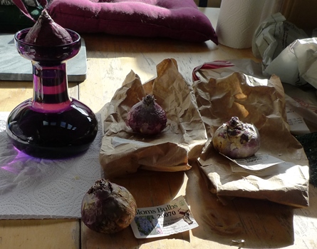 hyacinth vase and hyacinth bulbs