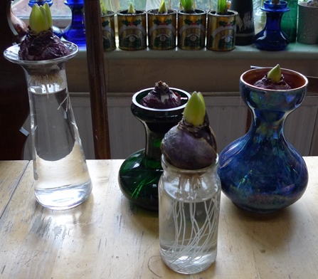 hyacinth bulb vases