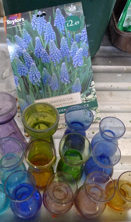 muscari bulbs and vases