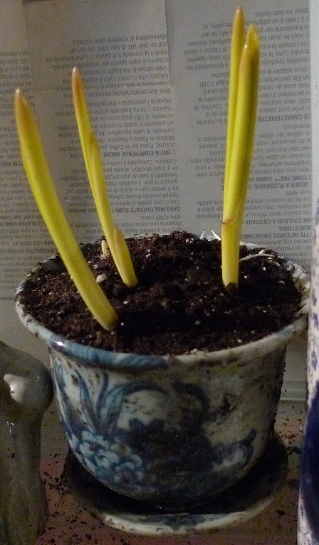 muscari forced in a pot