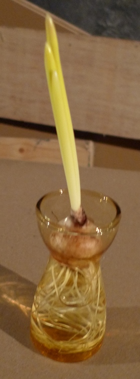 muscari forced on water in vase