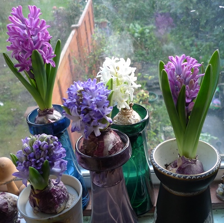 hyacinth flowers in forcing vases