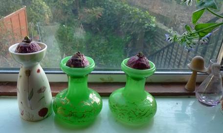 hyacinth vases with hyacinth bulbs