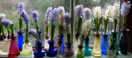 hyacinths in bloom in vases