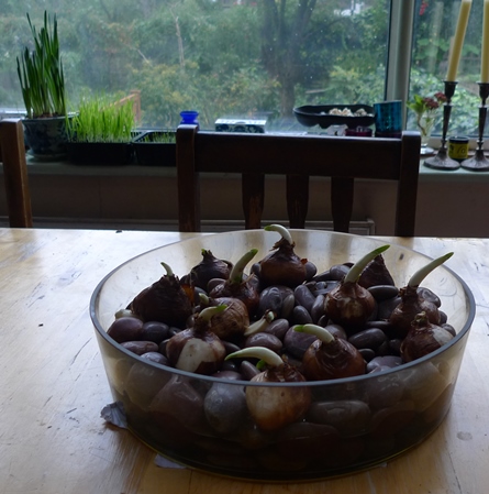 paperwhites over pebbles