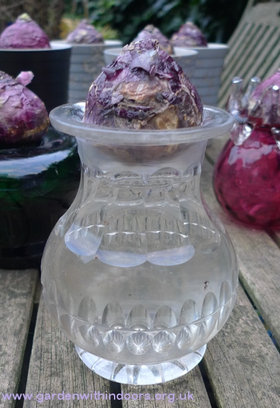 pickle jar with hyacinth bulb
