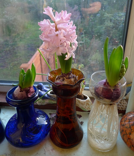 pink pearl hyacinth in amber vase