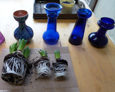 pot bulbs for vases