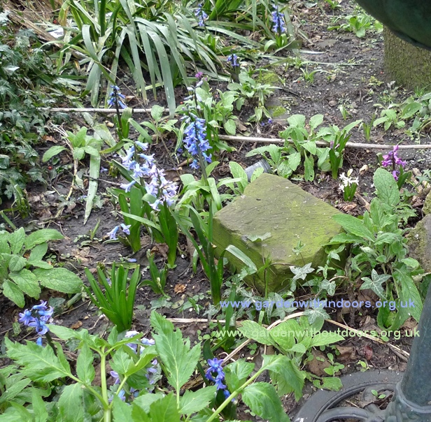 forced hyacinths planted in the garden