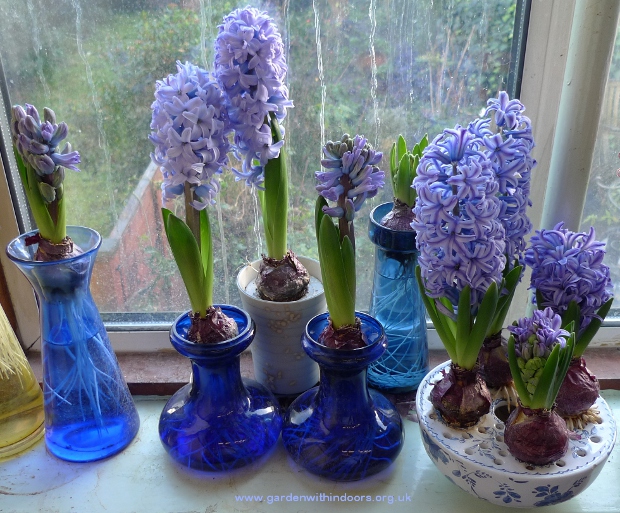 purple-blue forced hyacinths in hyacinth vases