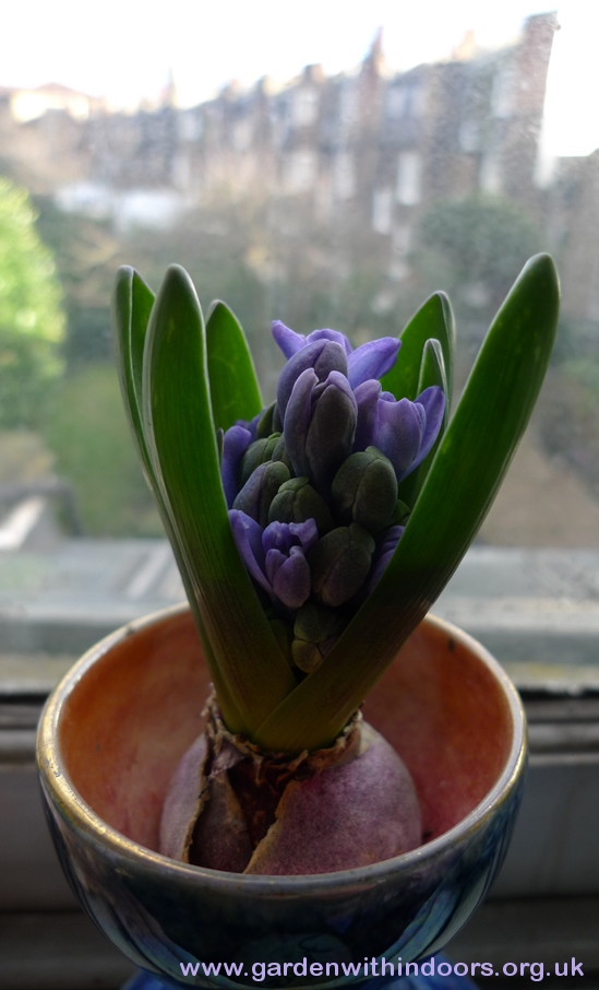 forced hyacinth buds