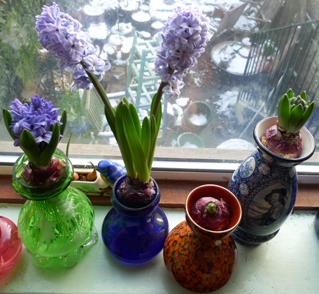 remaining Delft Blue hyacinths mid-February
