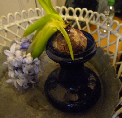 rotten Fresco hyacinth
