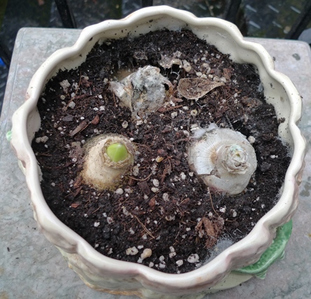 rotten hyacinth bulbs