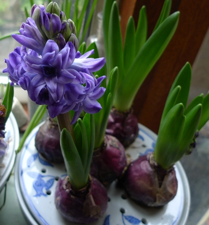 royal navy hyacinths