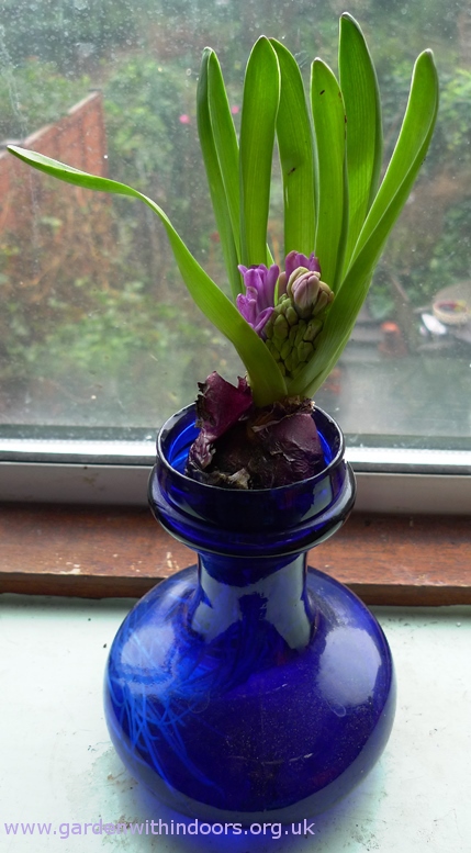 Miss Saigon hyacinth with second stem