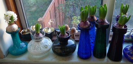 hyacinth vases