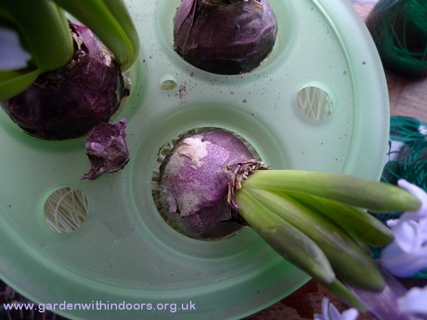 shrunken hyacinth bulb