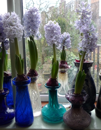 SKy Jacket hyacinths in bloom in vases