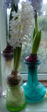 small green vase with Aiolos white hyacinth