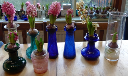 spent hyacinth bulbs in vases