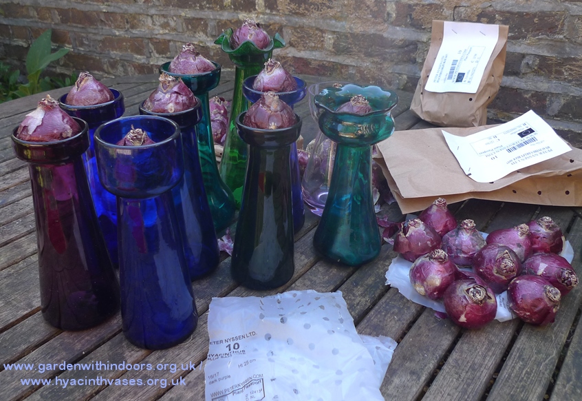forcing hyacinth bulbs for Christmas vase