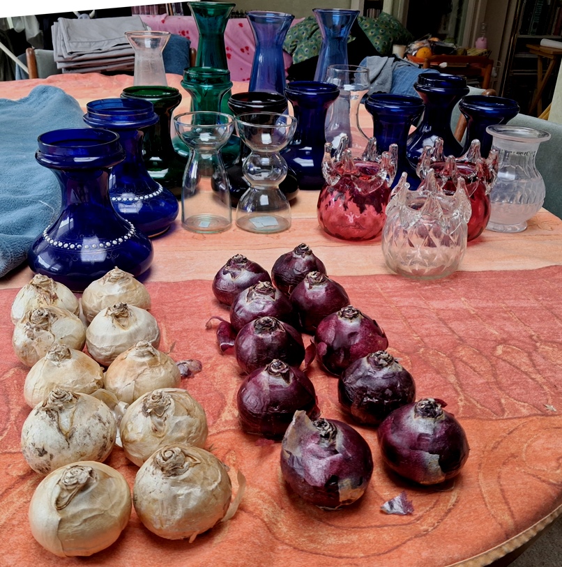 hyacinth forcing vases bulbs