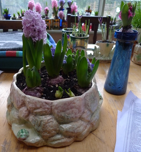 sylvac pot with hyacinths