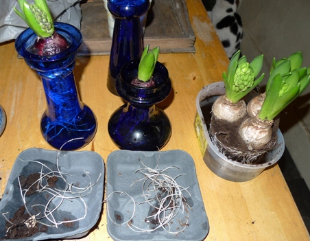 transferring bulbs from pots to vases
