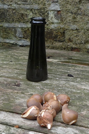 truffle bottle with tulip bulbs