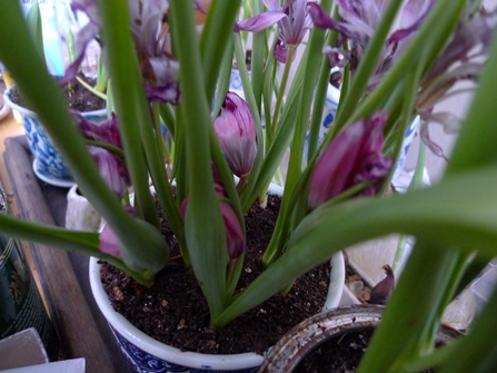 Little Beauty tulips