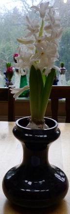 Carnegie hyacinth