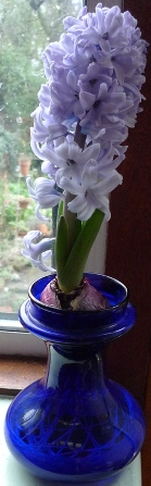 Delft Blue hyacinth